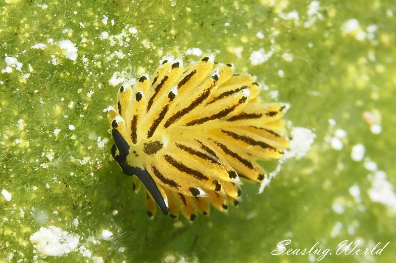 イリオモテモウミウシ Costasiella sp. 4