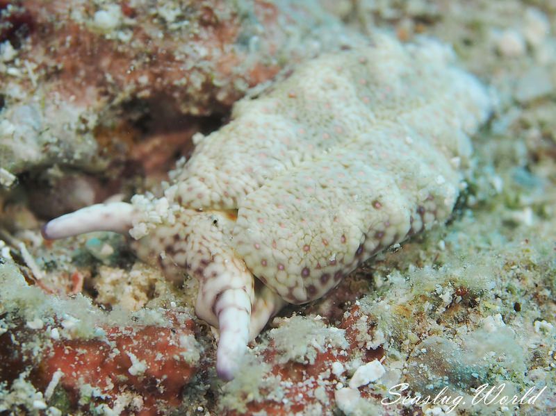 チドリミドリガイ Plakobranchus ocellatus