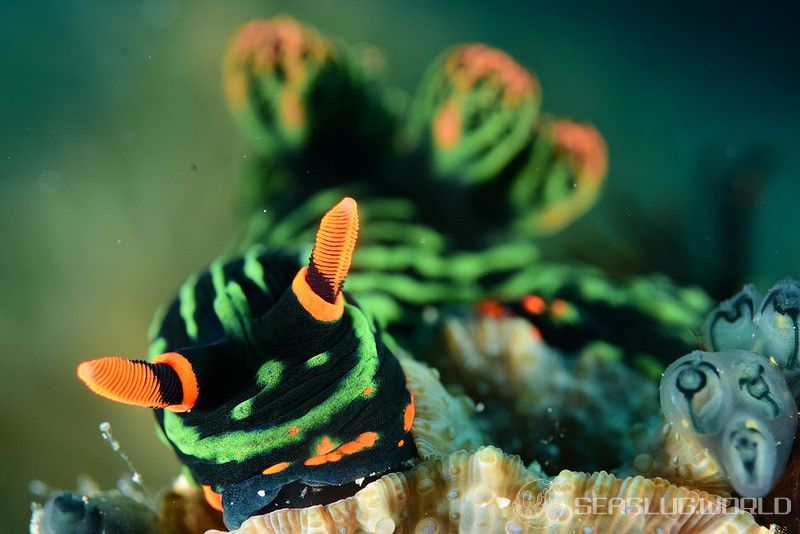 アカフチリュウグウウミウシ Nembrotha kubaryana