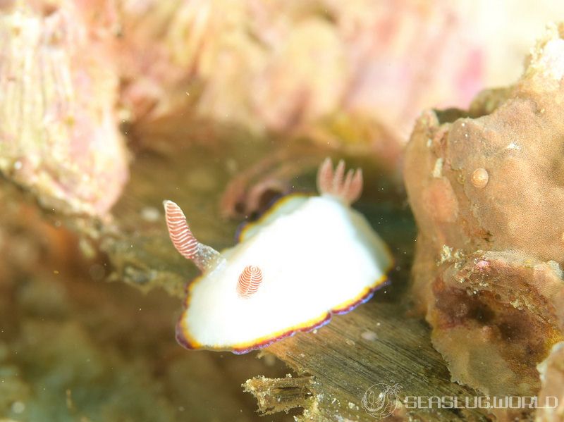 フチドリウサギウミウシ Goniobranchus preciosus