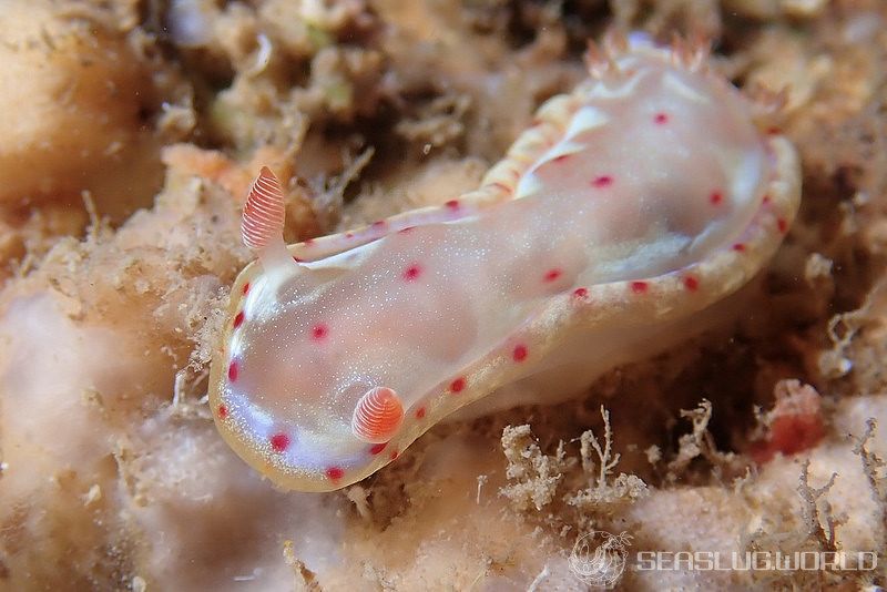 ミカドウミウシ Hexabranchus lacer