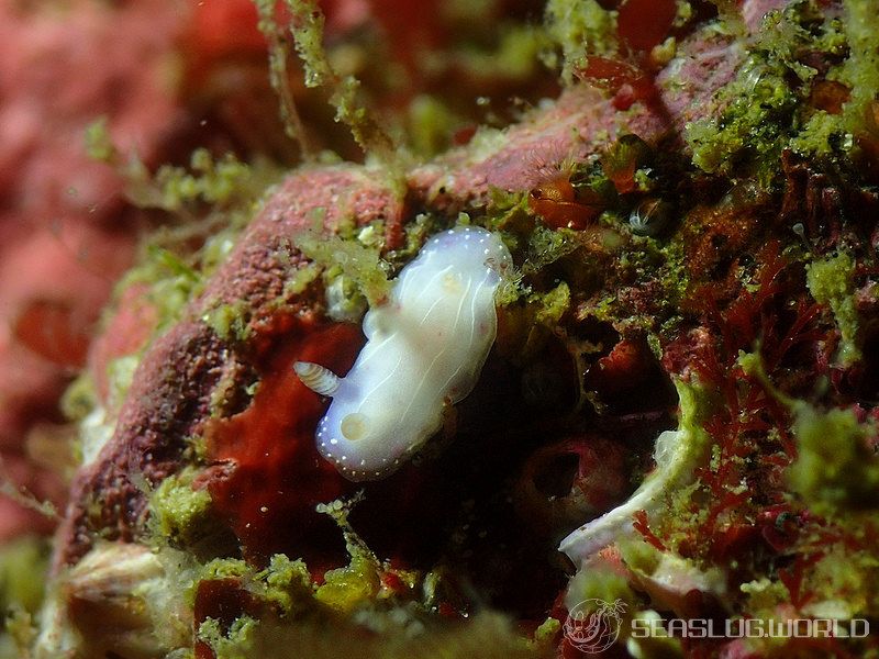 アジサイイロウミウシ Hypselodoris bertschi