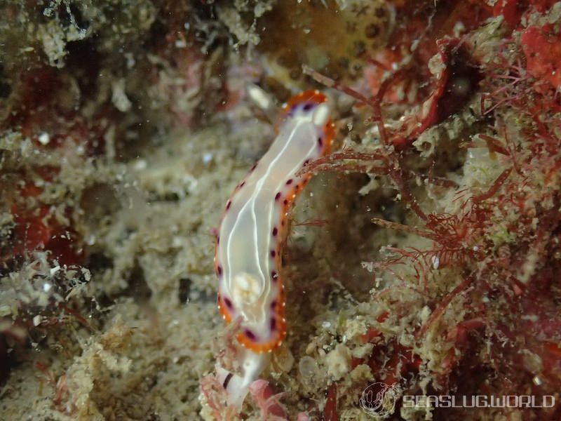 セトイロウミウシ Goniobranchus setoensis