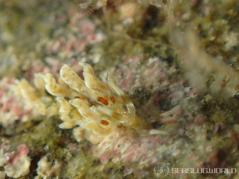 ホリミノウミウシ属の一種 29 Eubranchus sp.29