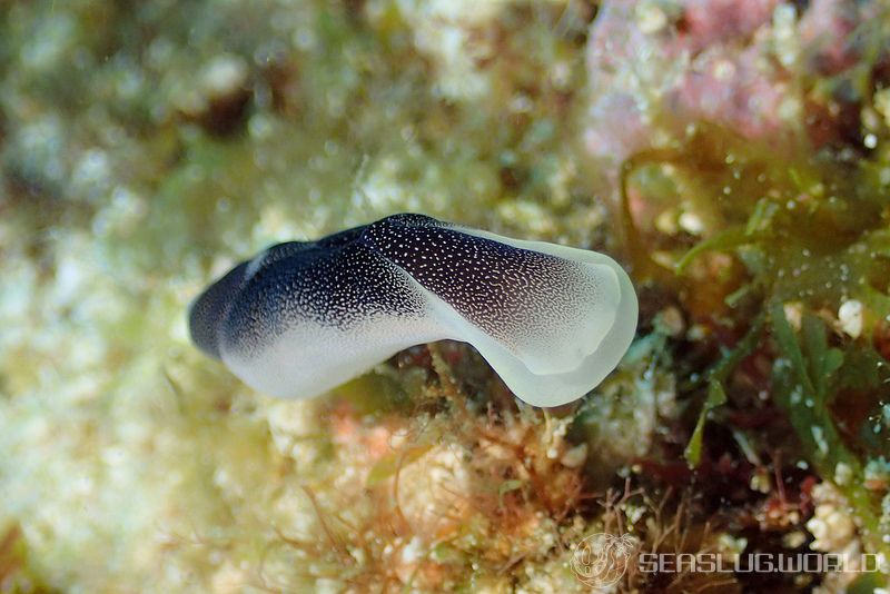 コナユキツバメガイ Chelidonura amoena