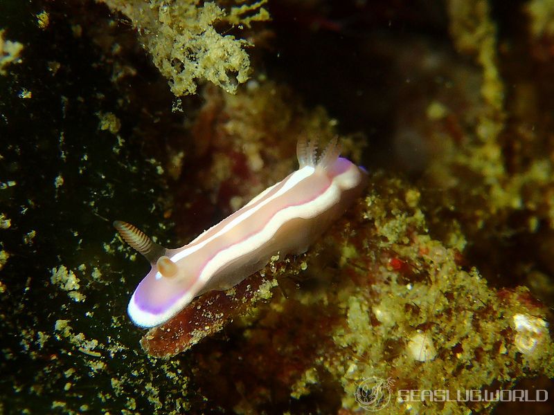 アラリウミウシ Verconia norba