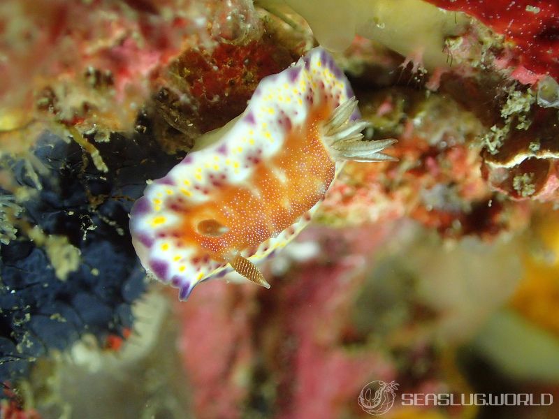 アカネコモンウミウシ Goniobranchus collingwoodi