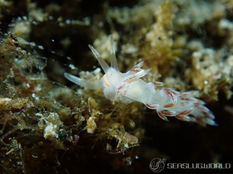 ニセハクセンミノウミウシ Cratena sp. 2