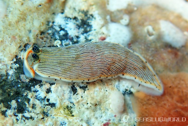 サギリオトメウミウシ Dermatobranchus semistriatus