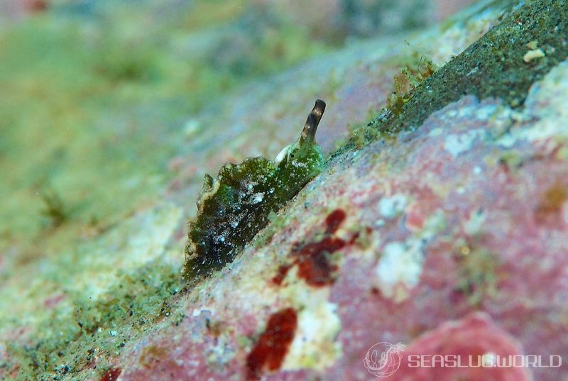 クロミドリガイ Elysia atroviridis