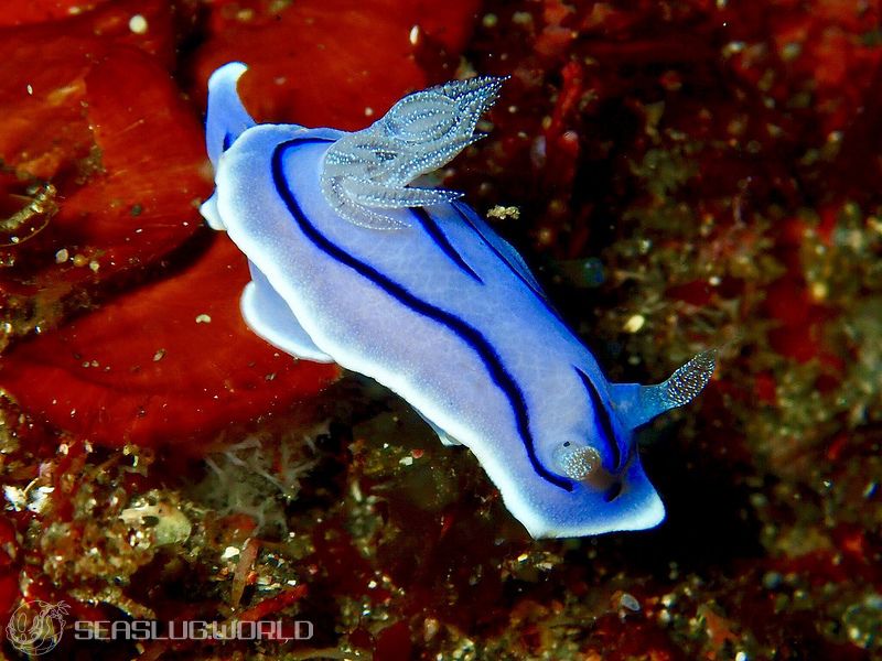 ミゾレウミウシ Chromodoris willani