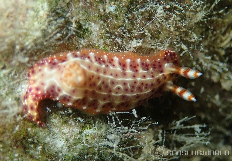 センテンイロウミウシ Hypselodoris decorata