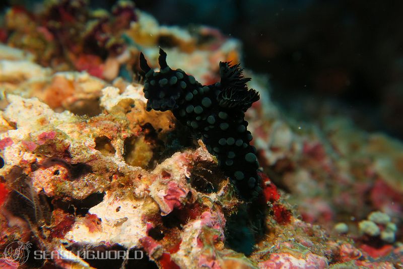 トサカリュウグウウミウシ Nembrotha cristata