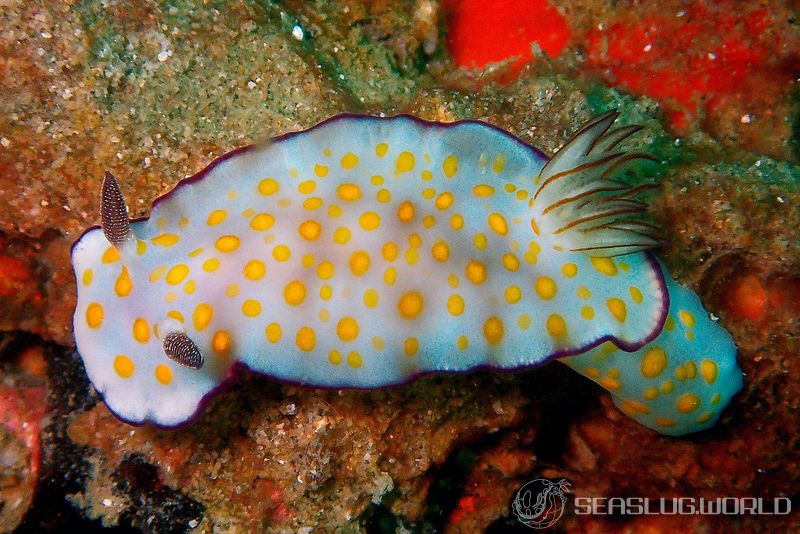 ヒュプセロドーリス・プルケッラ Hypselodoris pulchella