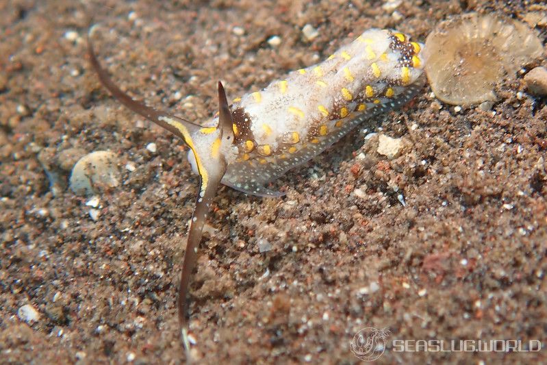 カスミミノウミウシ属の一種 15 Cerberilla sp.15