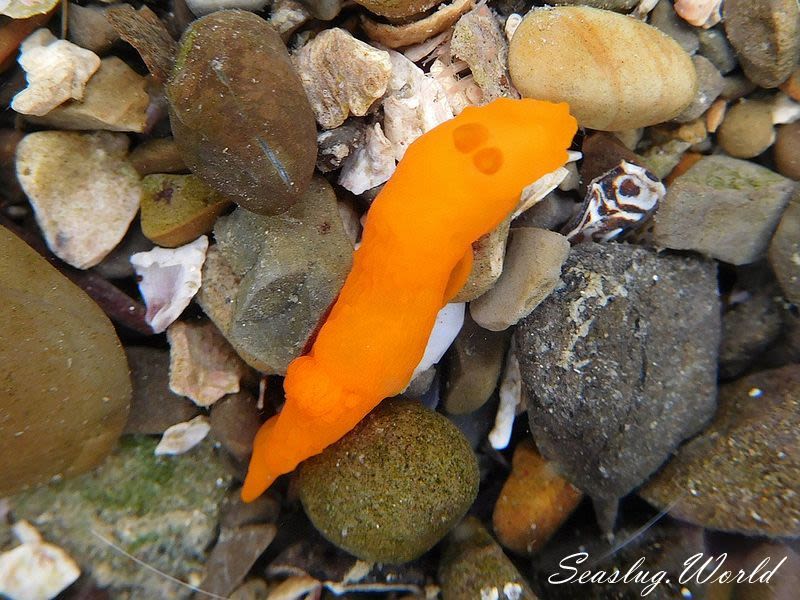 キヌハダウミウシ Gymnodoris inornata