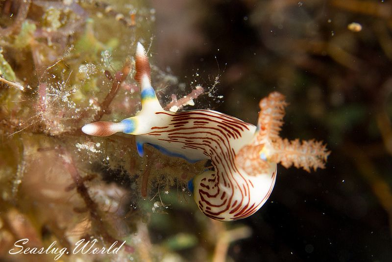 ネムブロータ・リネオラータ Nembrotha lineolata