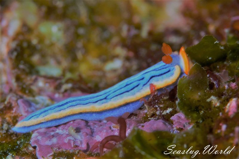 サメジマオトメウミウシ Dermatobranchus striatellus