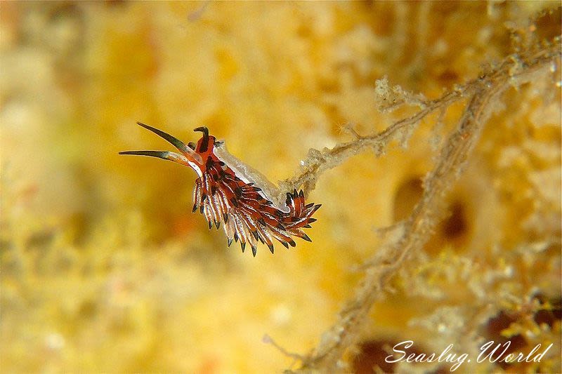 ツマグロミノウミウシ Eubranchus mimeticus