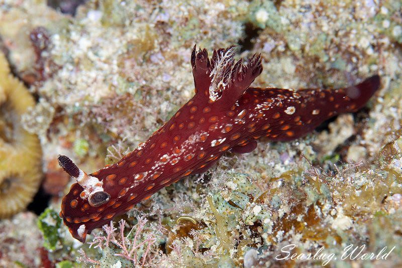 ベニゴマリュウグウウミウシ Nembrotha Sp 1 世界のウミウシ