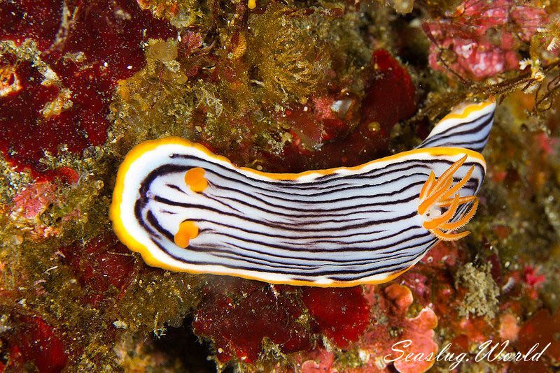 クロスジウミウシ Chromodoris sp. 6