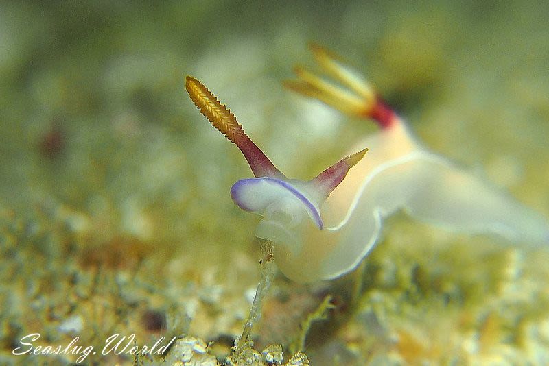 ゾウゲイロウミウシ Hypselodoris bullockii