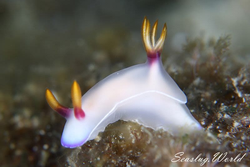 ゾウゲイロウミウシ Hypselodoris Bullockii 世界のウミウシ