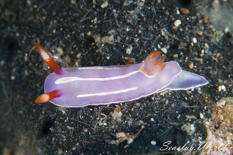 キイッポンウミウシ Mexichromis trilineata