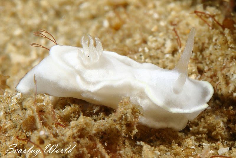 シロタエイロウミウシ Glossodoris buko