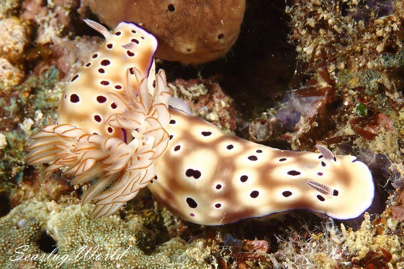 マダライロウミウシ Hypselodoris tryoni