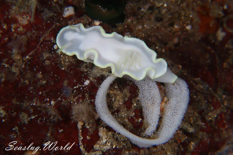 シロタエイロウミウシ Glossodoris buko