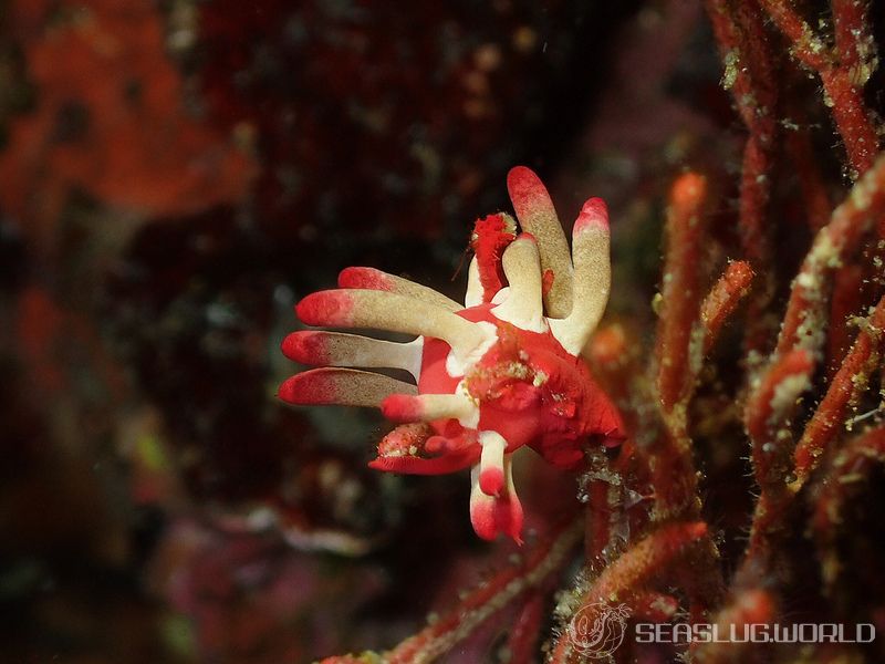 ミナミヒロウミウシ Ceratodoris nakamotoensis