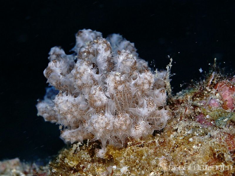 ケーラーミノウミウシ Phyllodesmium koehleri