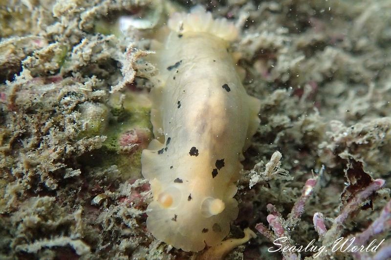 マダラウミウシ Dendrodoris fumata