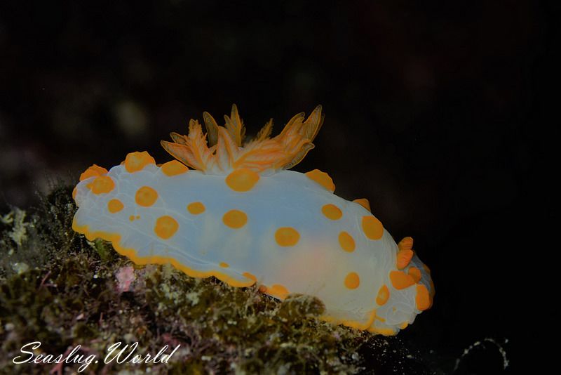 キイボキヌハダウミウシ Gymnodoris impudica