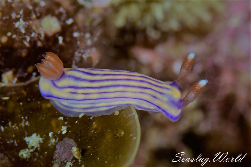 クチナシイロウミウシ Hypselodoris whitei