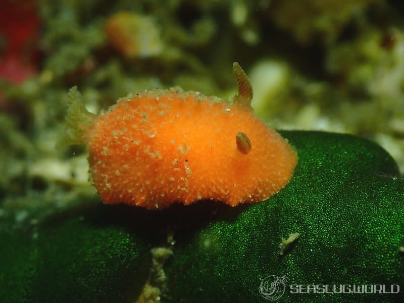 ヒメチシオウミウシ Thordisa sanguinea