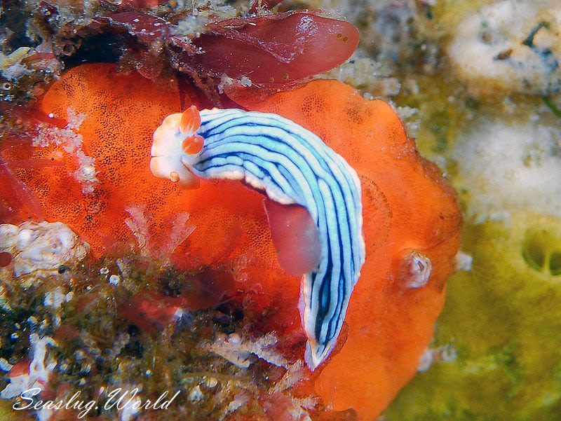 サメジマオトメウミウシ Dermatobranchus striatellus