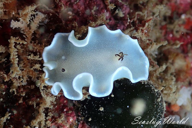 ジボガウミウシ Glossodoris misakinosibogae