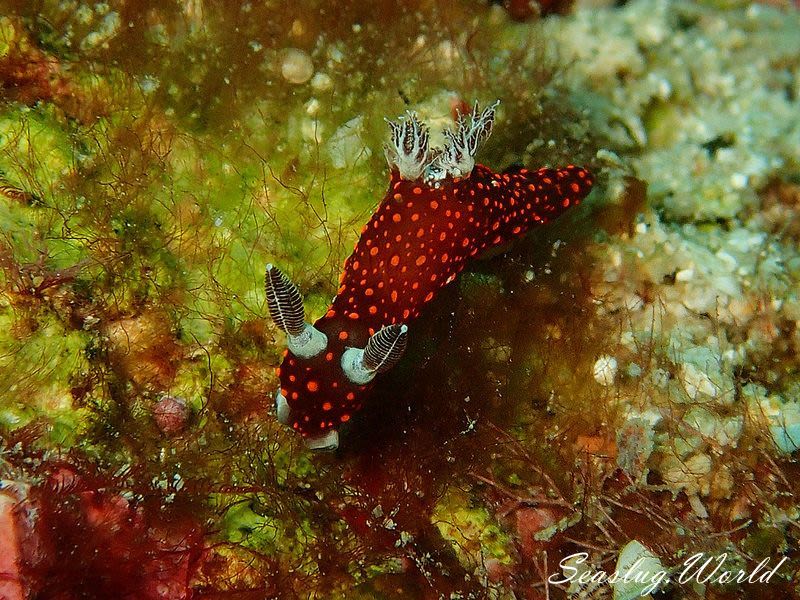 ベニゴマリュウグウウミウシ Nembrotha sp. 1