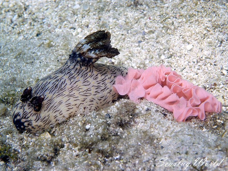 ブッシュドノエルウミウシ Jorunna rubescens