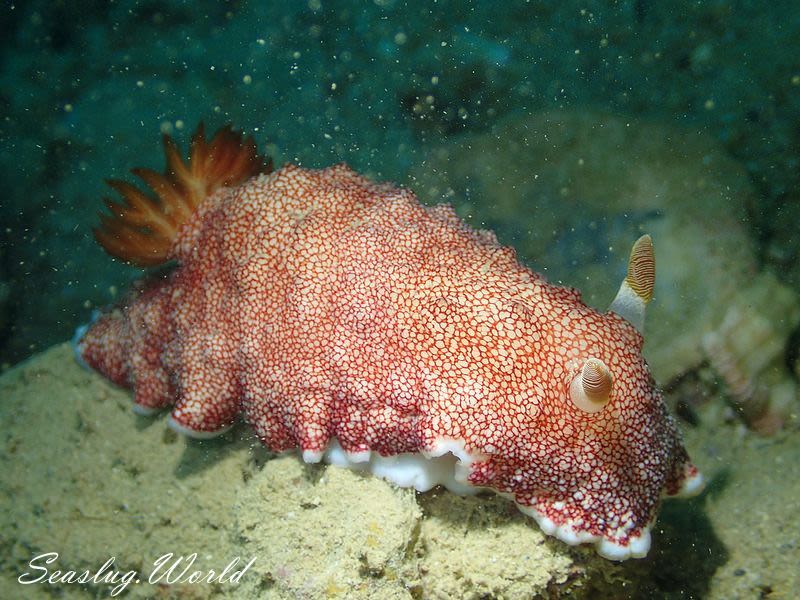 チリメンウミウシ Goniobranchus reticulatus