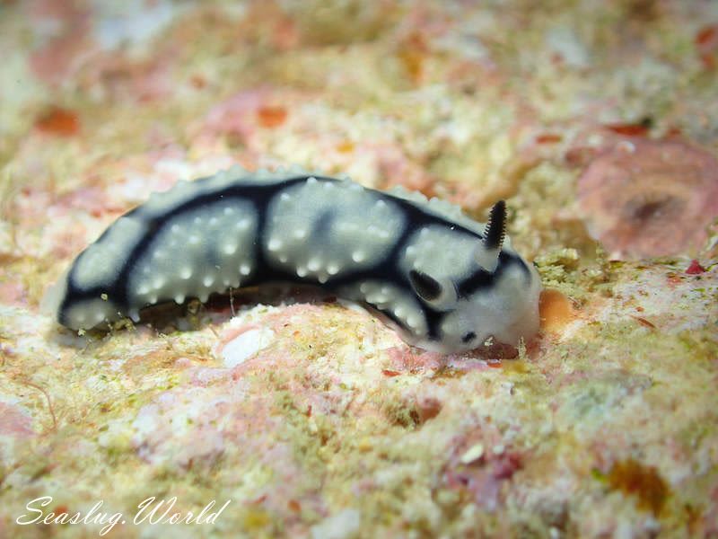 ワモンイボウミウシ Phyllidiella annulata