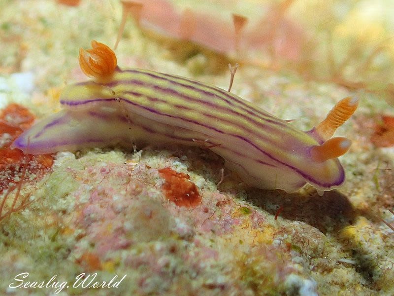 クチナシイロウミウシ Hypselodoris whitei