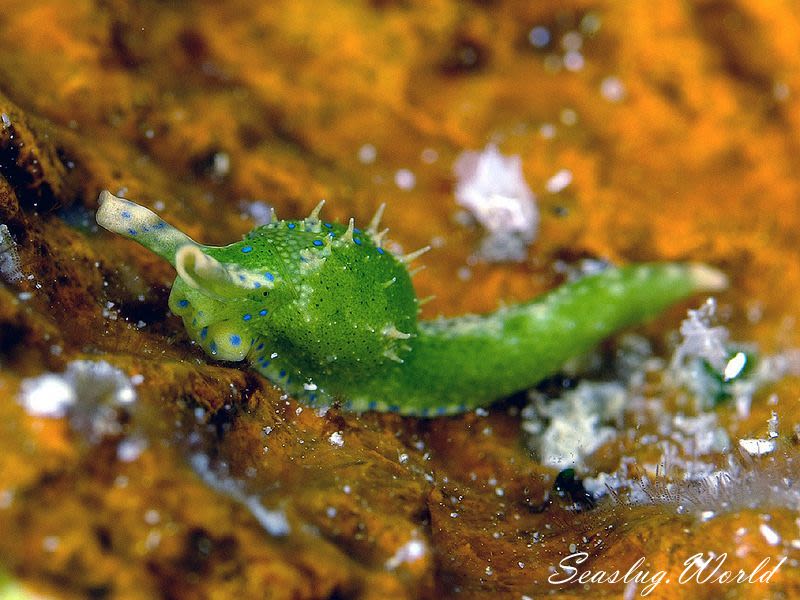 ナギサノツユ Oxynoe viridis