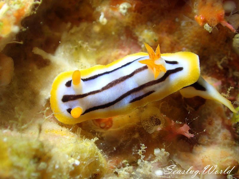 シボリイロウミウシ Chromodoris strigata