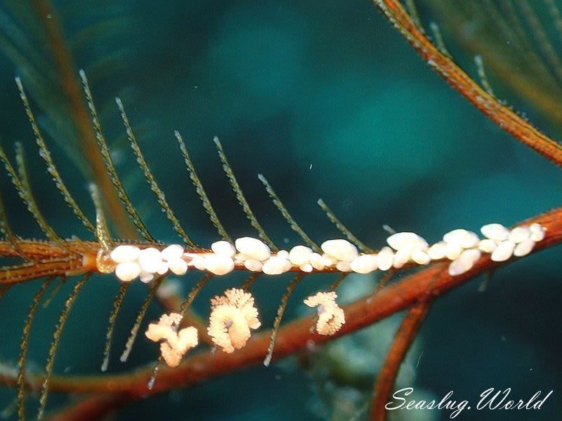 ホリミノウミウシ属の一種 3 Eubranchus sp. 3