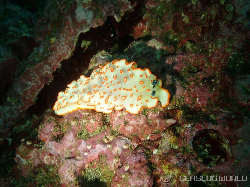 ハナオトメウミウシ Dermatobranchus ornatus