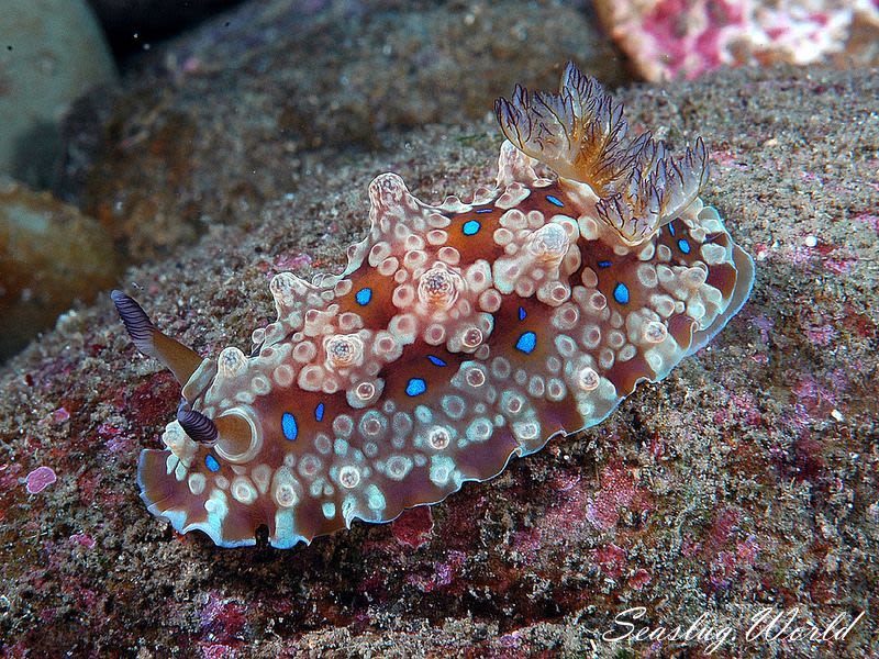 ミヤコウミウシ Dendrodoris krusensternii