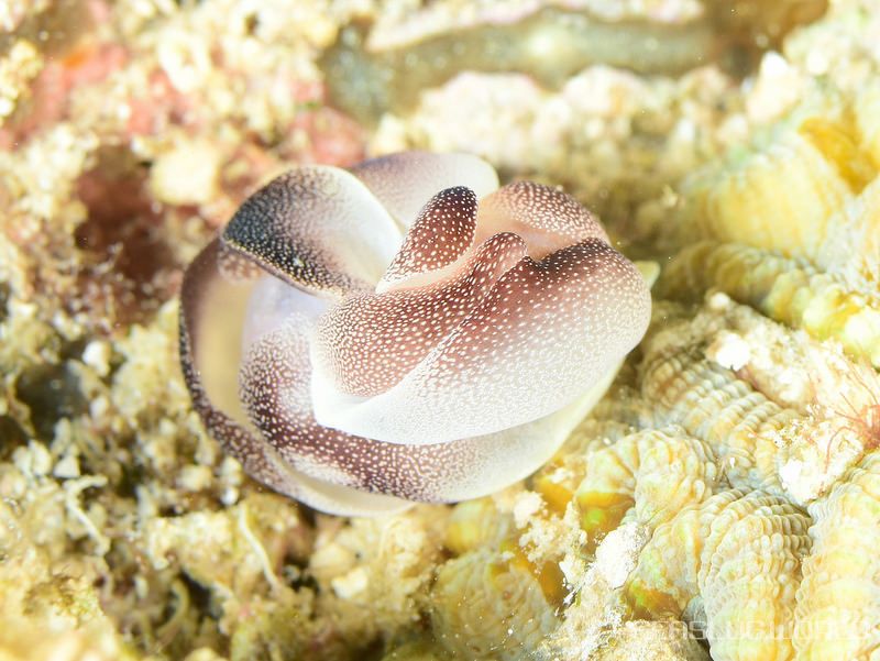 コナユキツバメガイ Chelidonura amoena